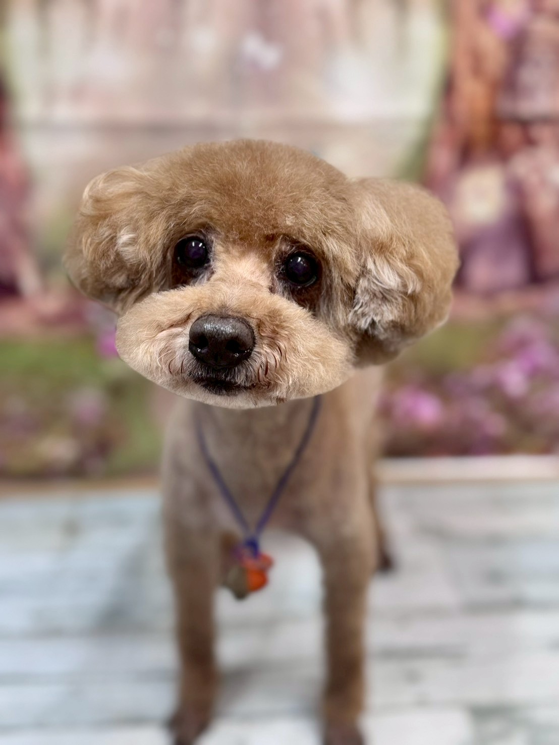 �I���[�W�� �挎�̂��q�l