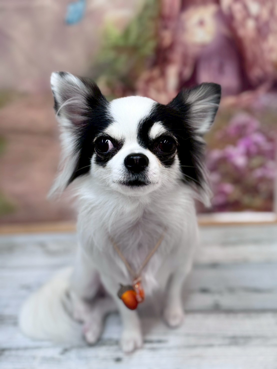 �I���[�W�� �挎�̂��q�l