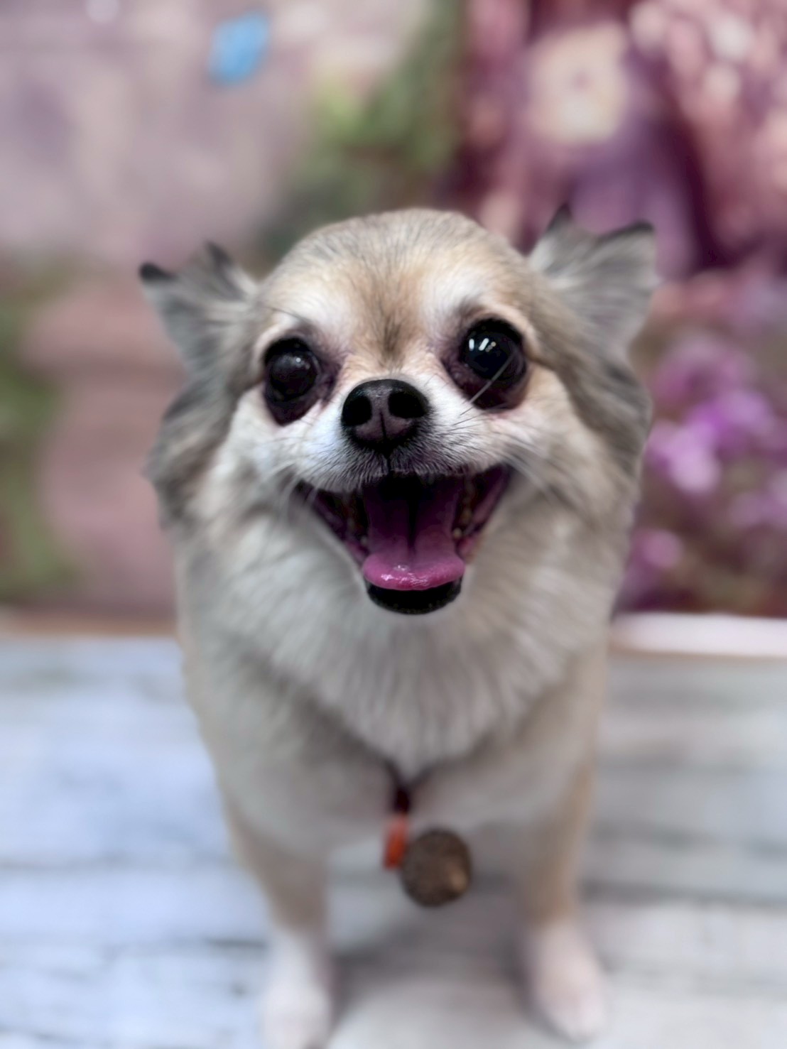 �I���[�W�� �挎�̂��q�l