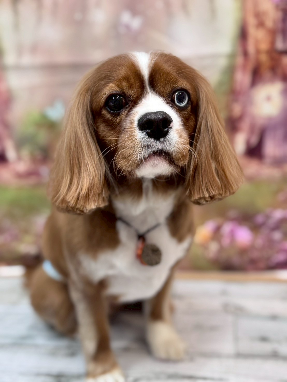 �I���[�W�� �挎�̂��q�l