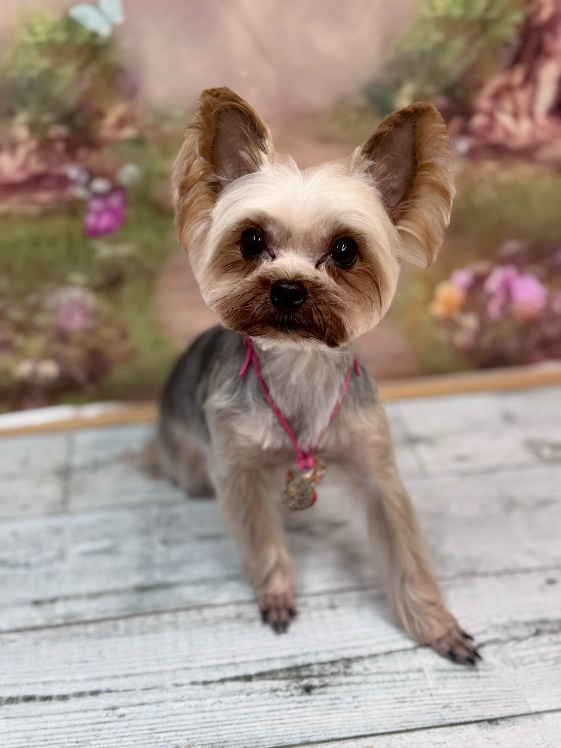 �I���[�W�� �挎�̂��q�l