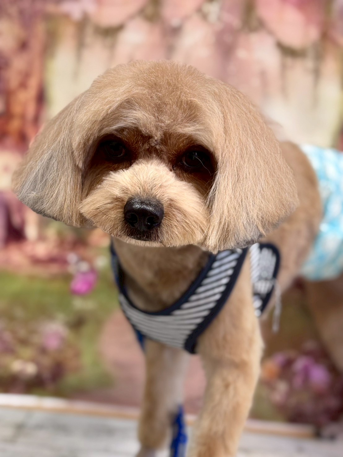 �I���[�W�� �挎�̂��q�l