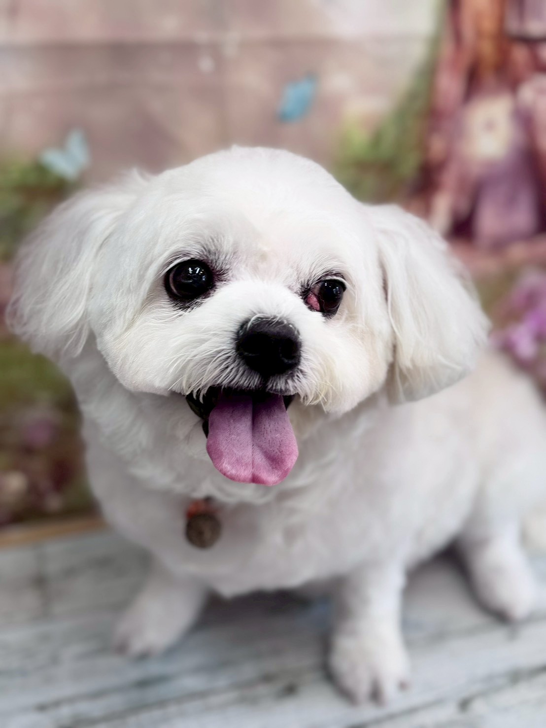 �I���[�W�� �挎�̂��q�l