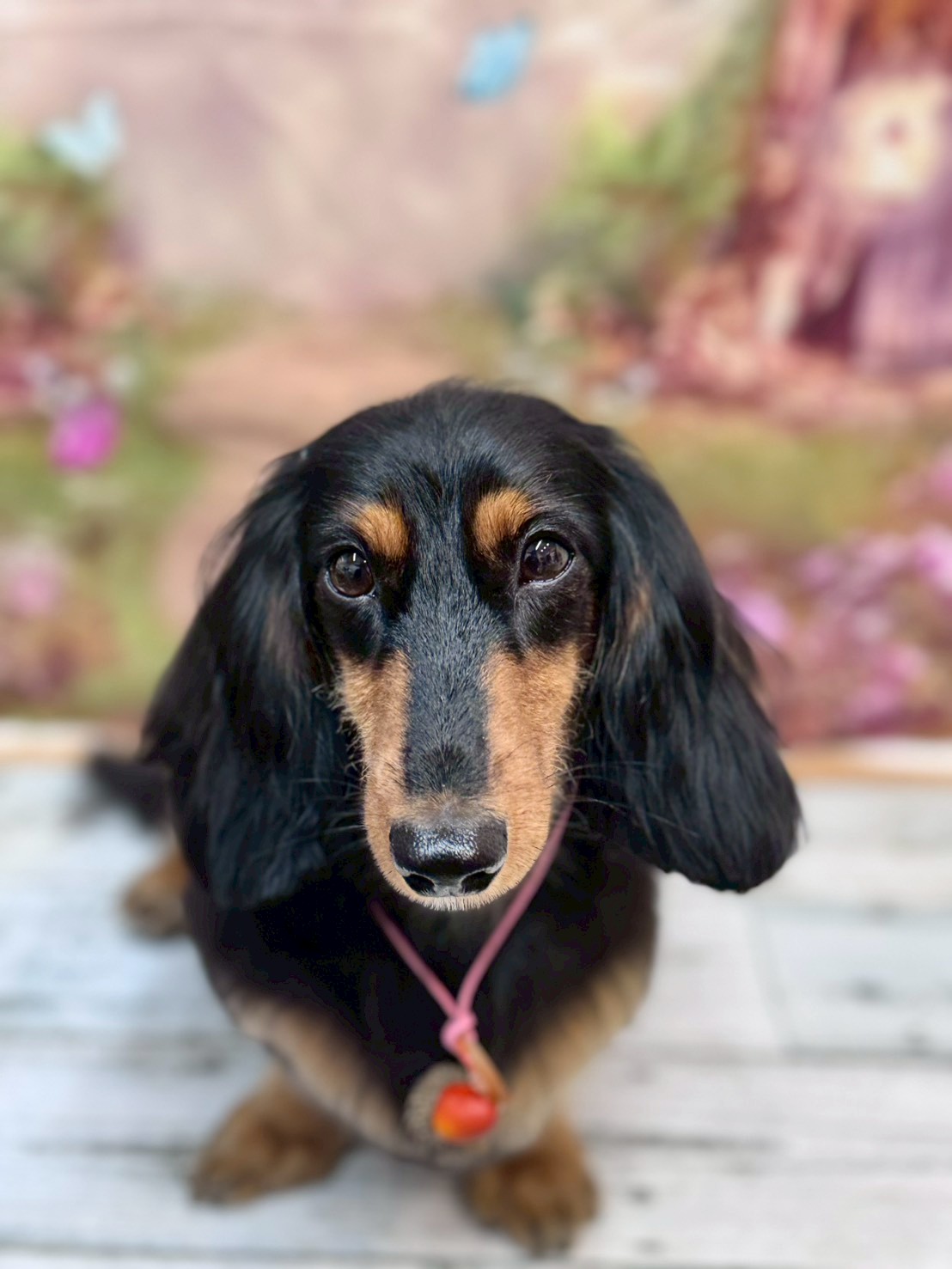 �I���[�W�� �挎�̂��q�l