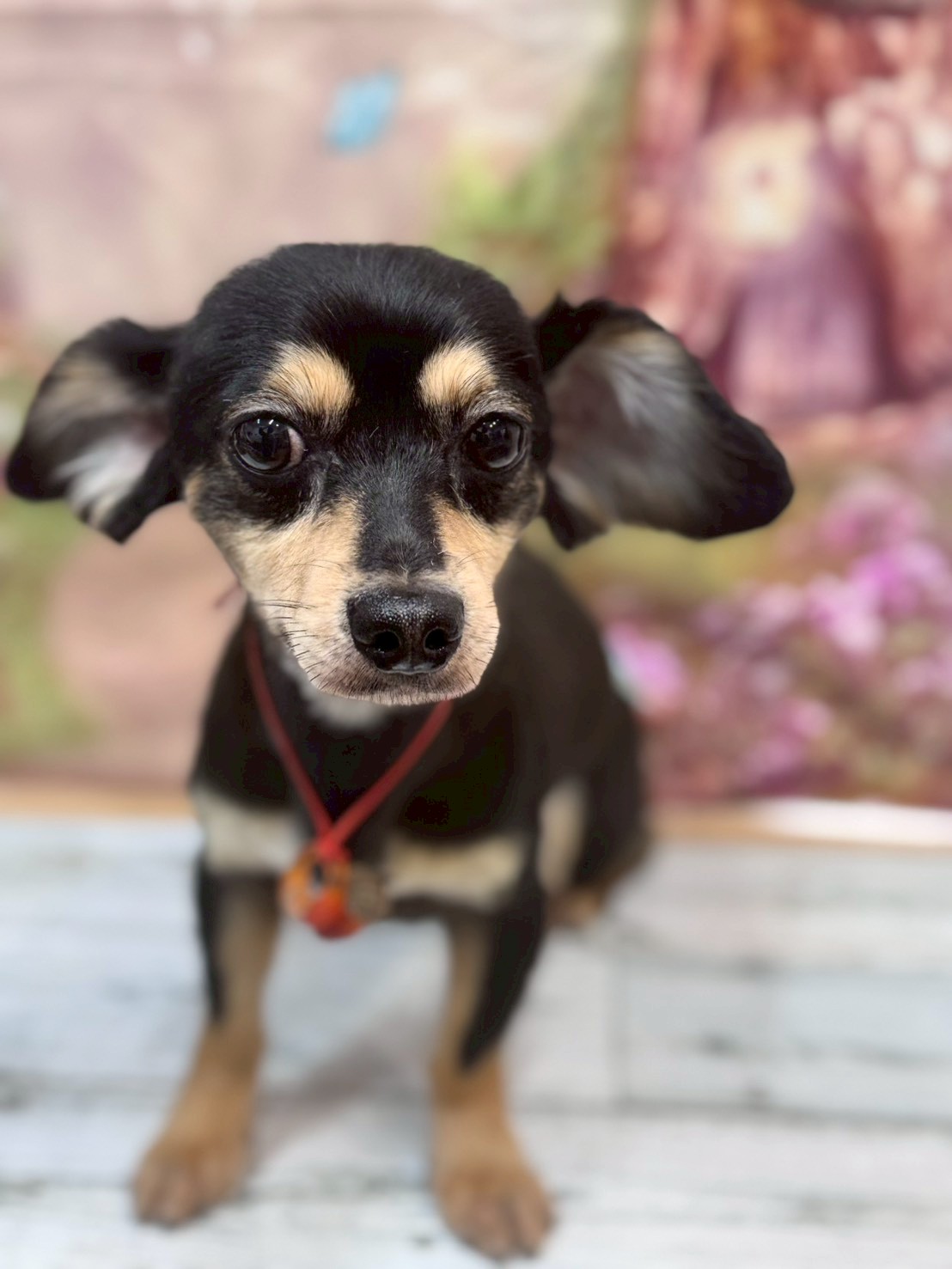 �I���[�W�� �挎�̂��q�l