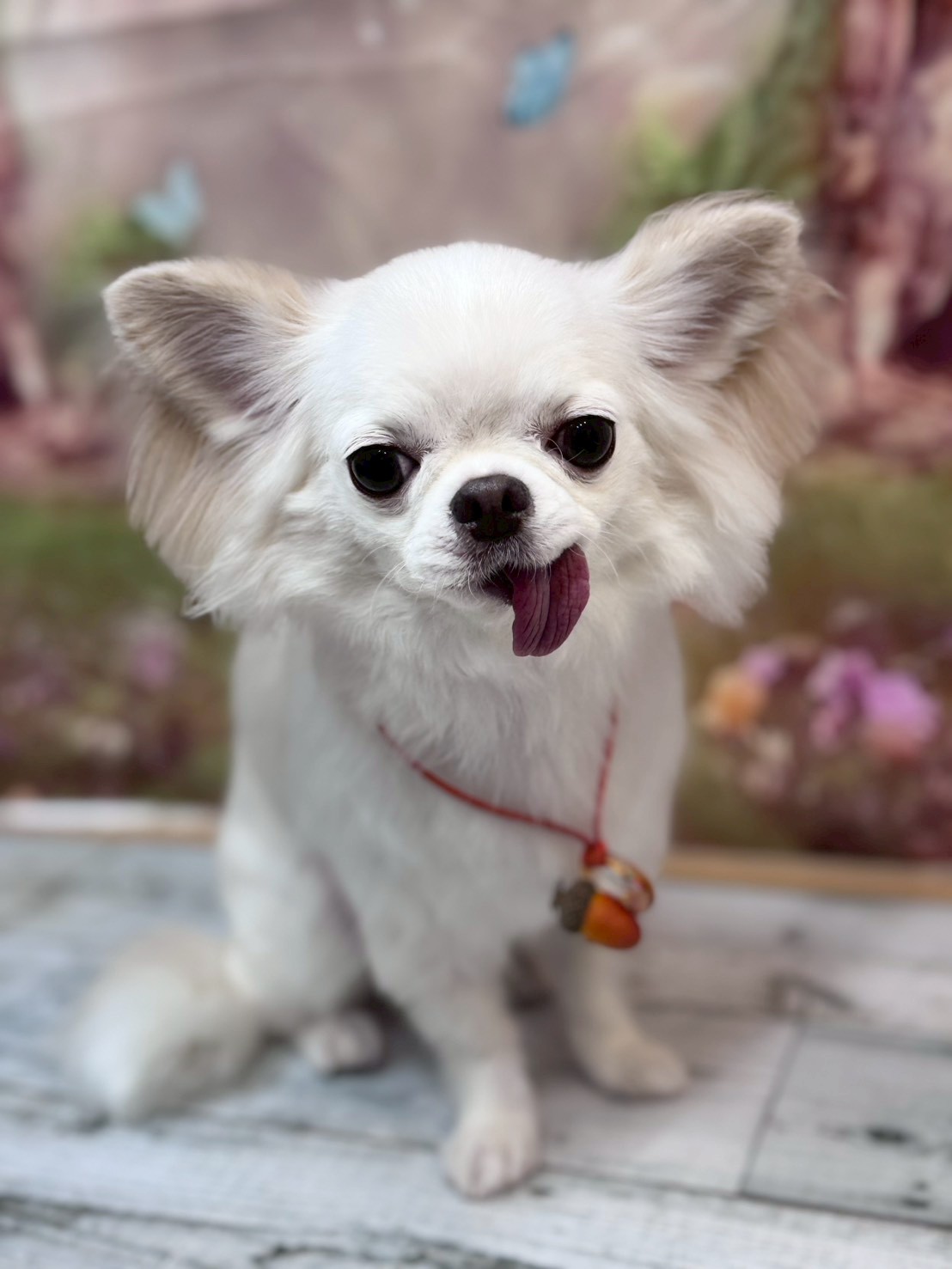 �I���[�W�� �挎�̂��q�l