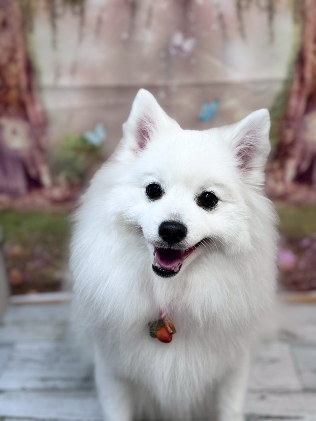 �I���[�W�� �挎�̂��q�l