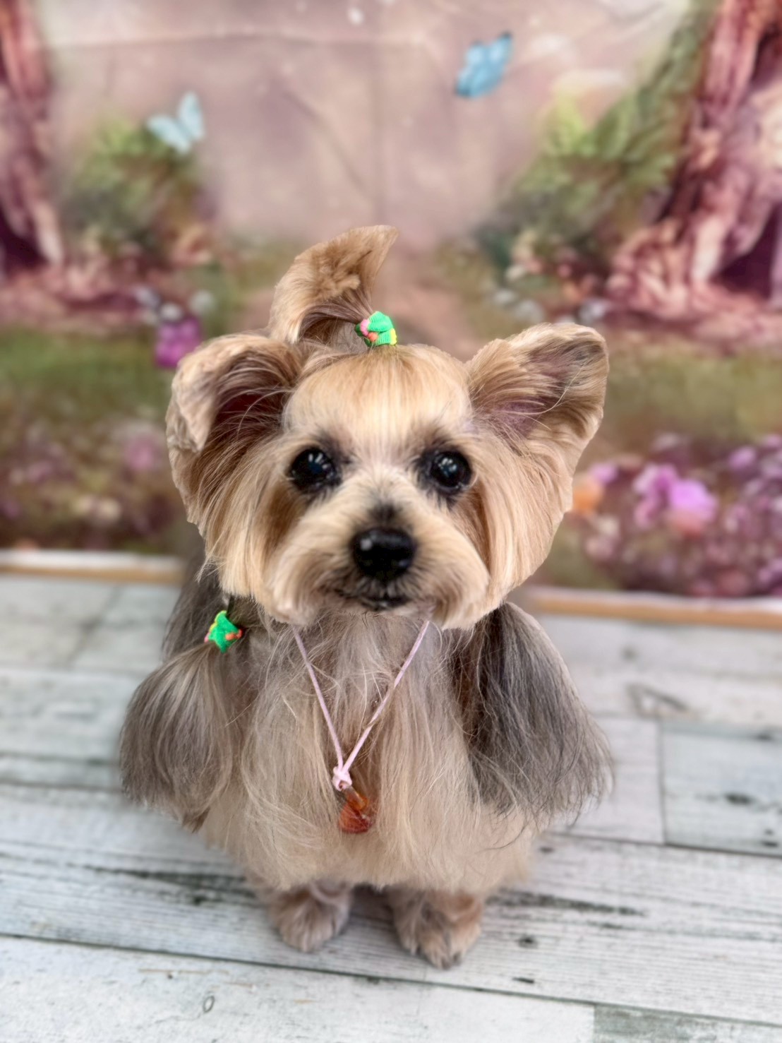 �I���[�W�� �挎�̂��q�l