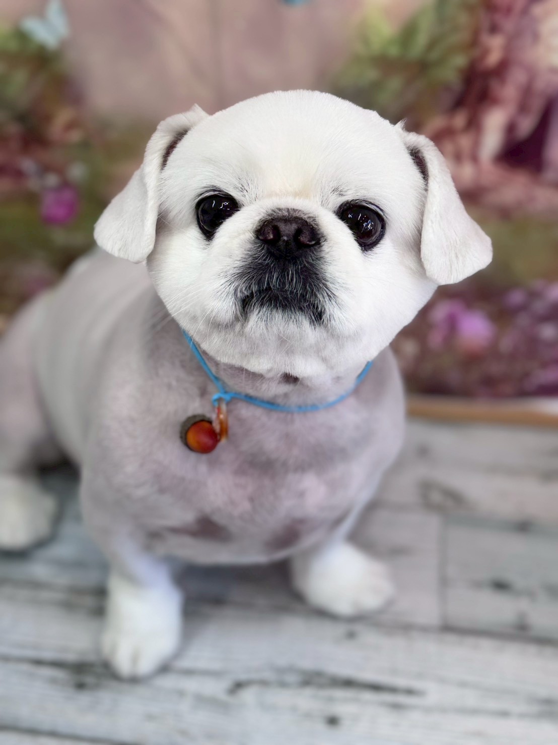 �I���[�W�� �挎�̂��q�l