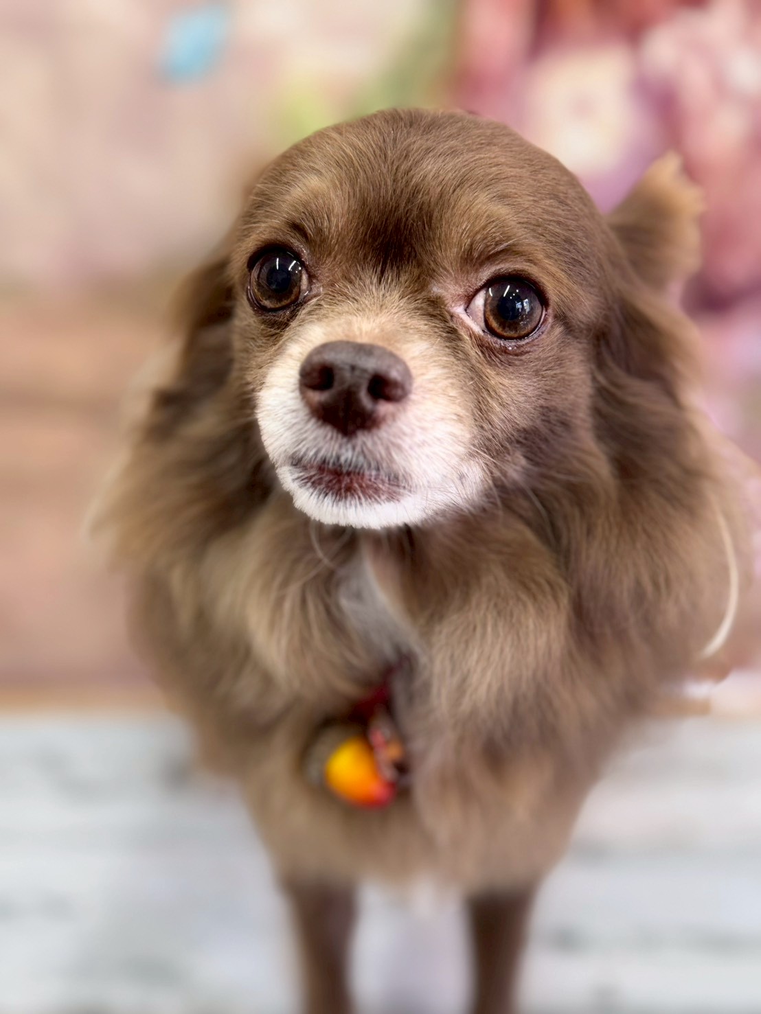 �I���[�W�� �挎�̂��q�l