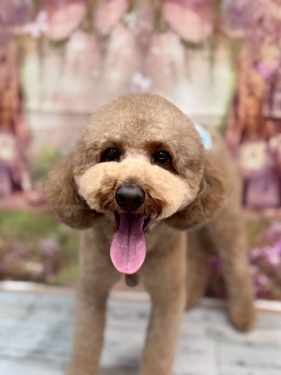 �I���[�W�� �挎�̂��q�l