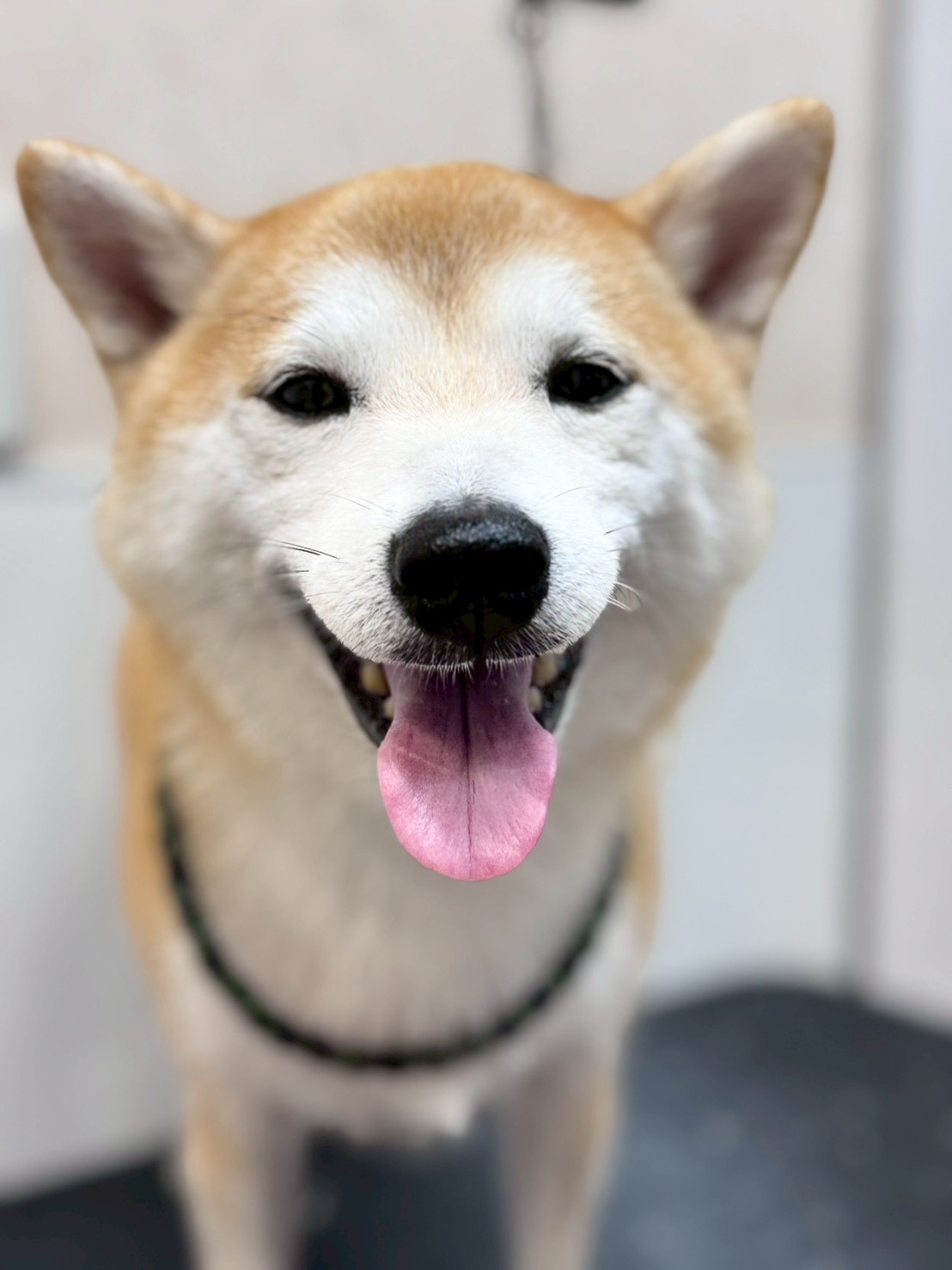 �I���[�W�� �挎�̂��q�l