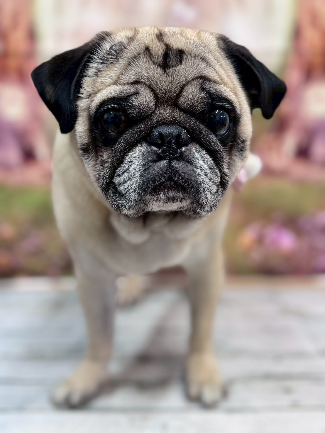 �I���[�W�� �挎�̂��q�l