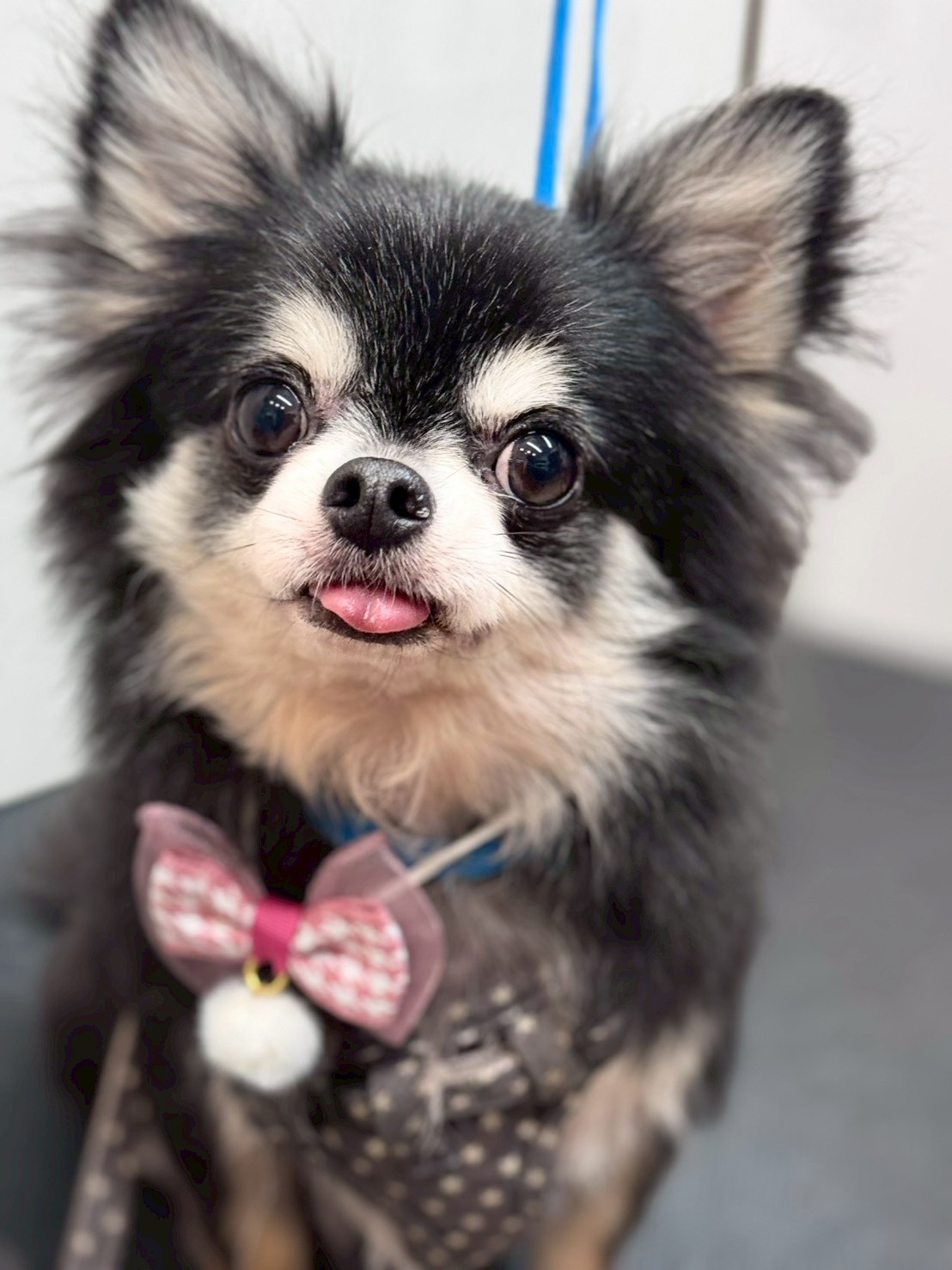 �I���[�W�� �挎�̂��q�l