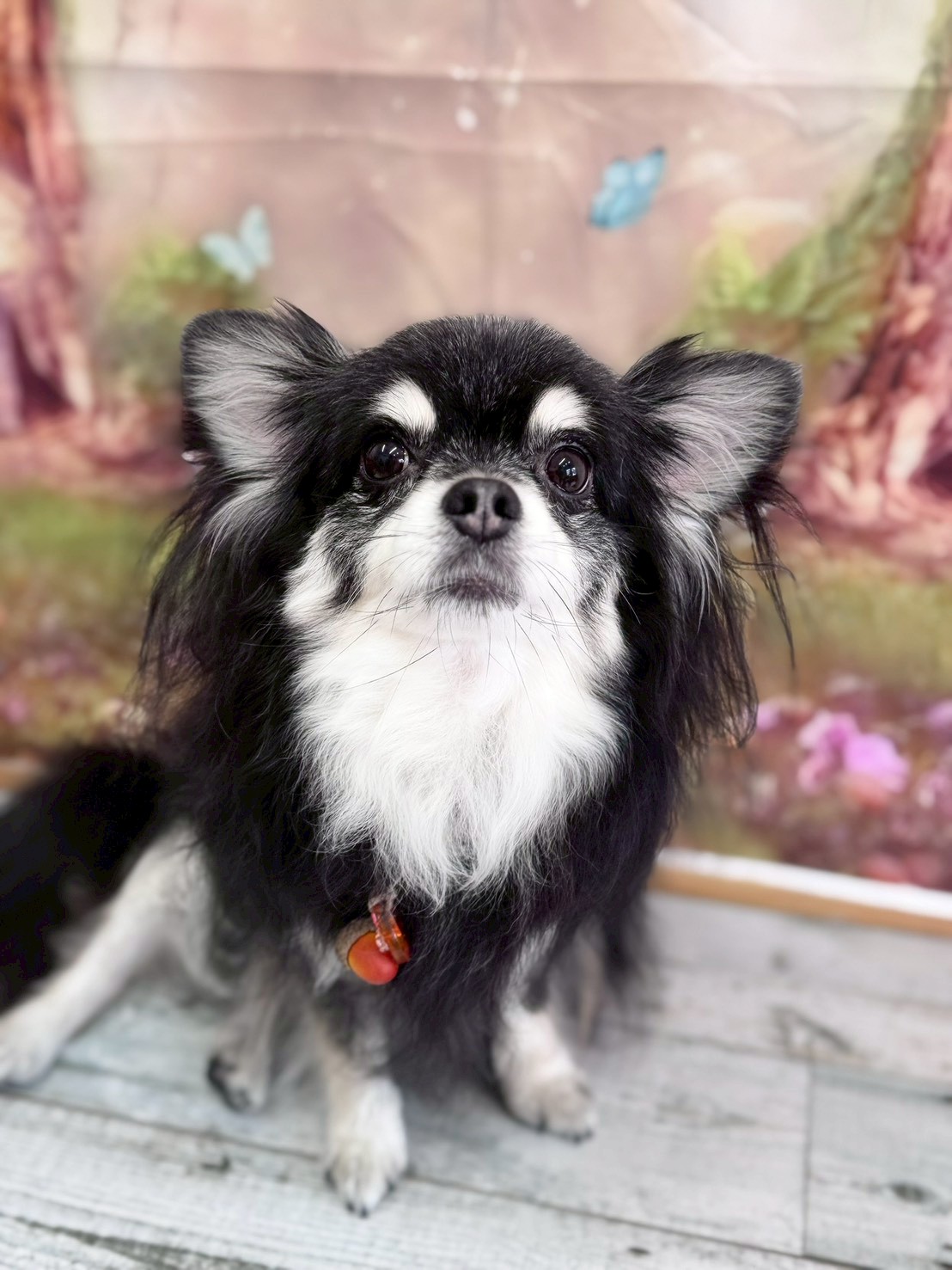 �I���[�W�� �挎�̂��q�l