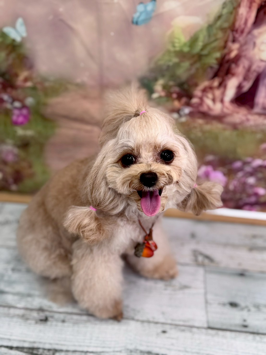 �I���[�W�� �挎�̂��q�l