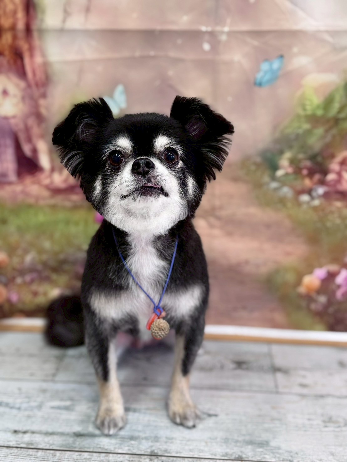 �I���[�W�� �挎�̂��q�l