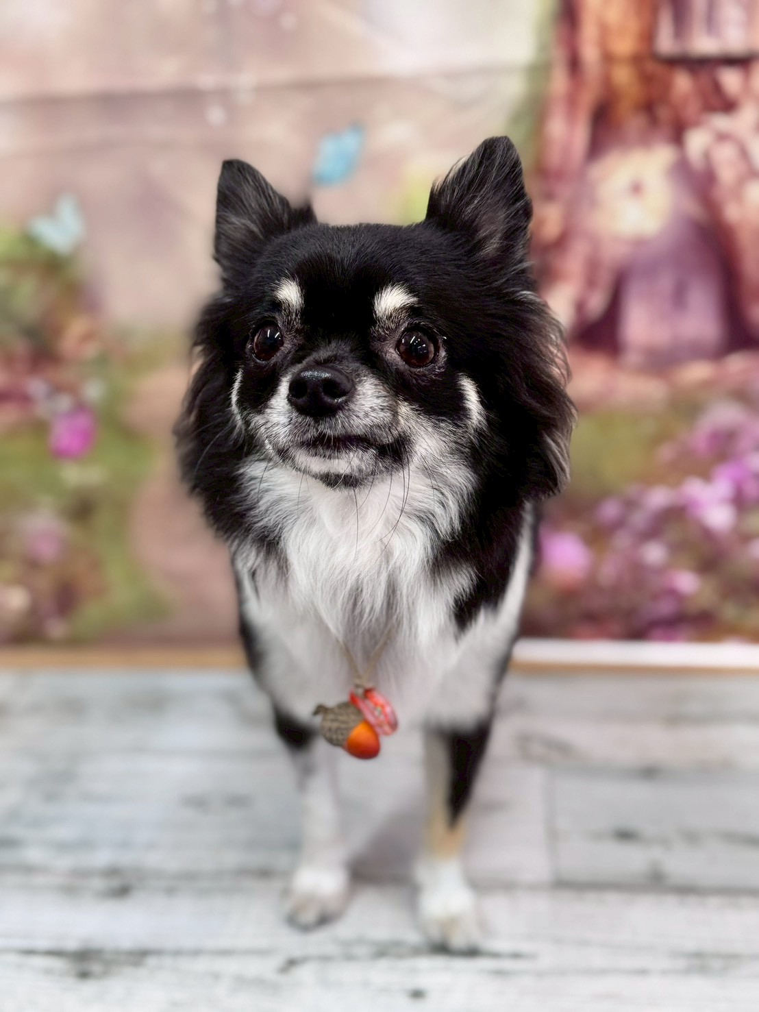 �I���[�W�� �挎�̂��q�l