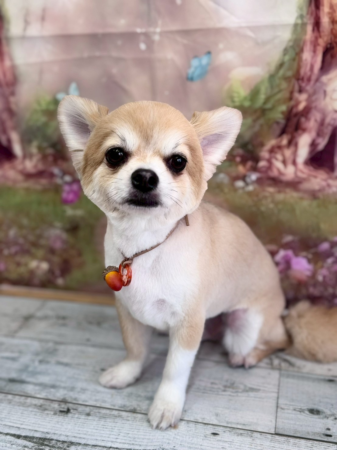 �I���[�W�� �挎�̂��q�l