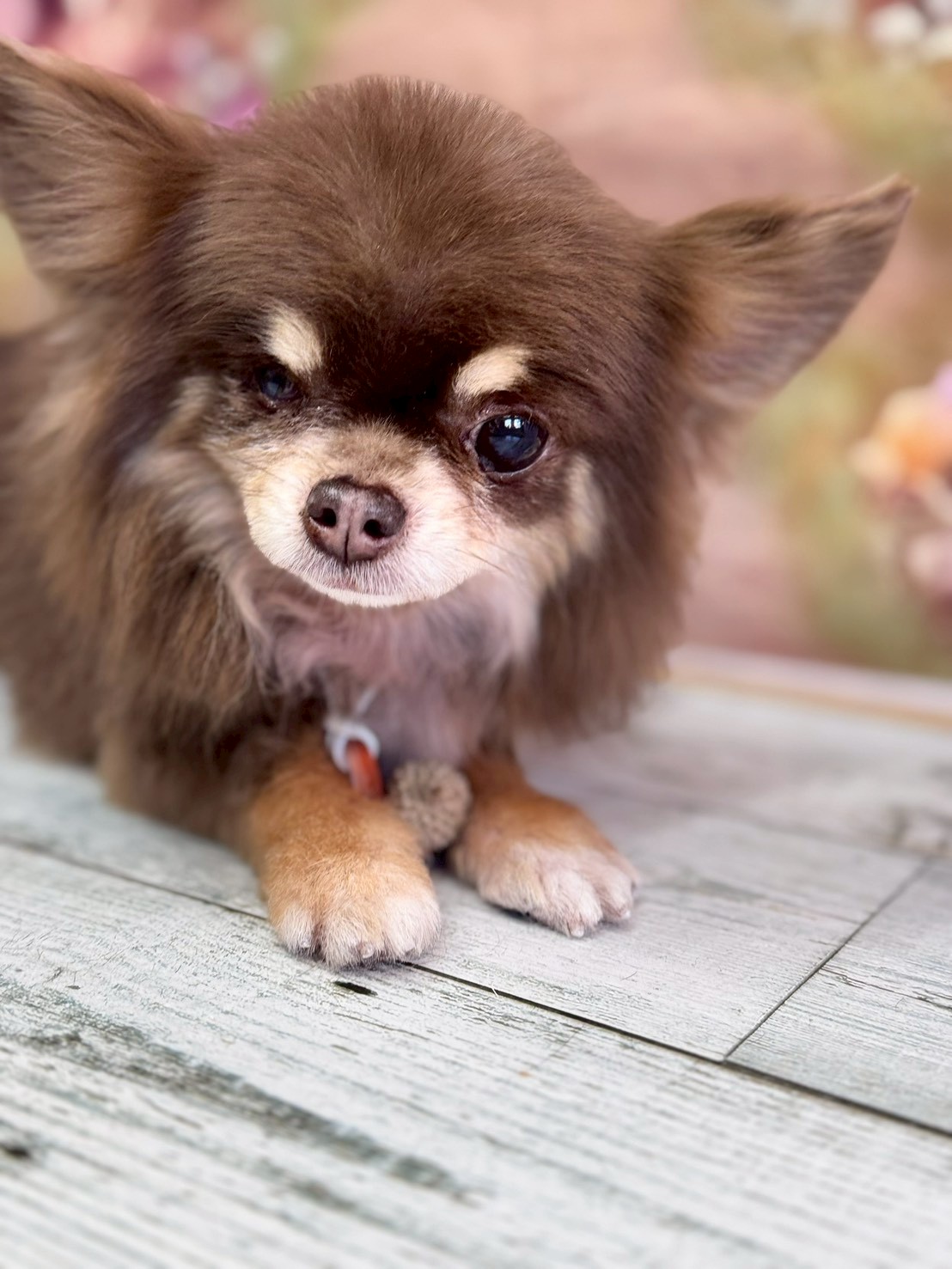 �I���[�W�� �挎�̂��q�l