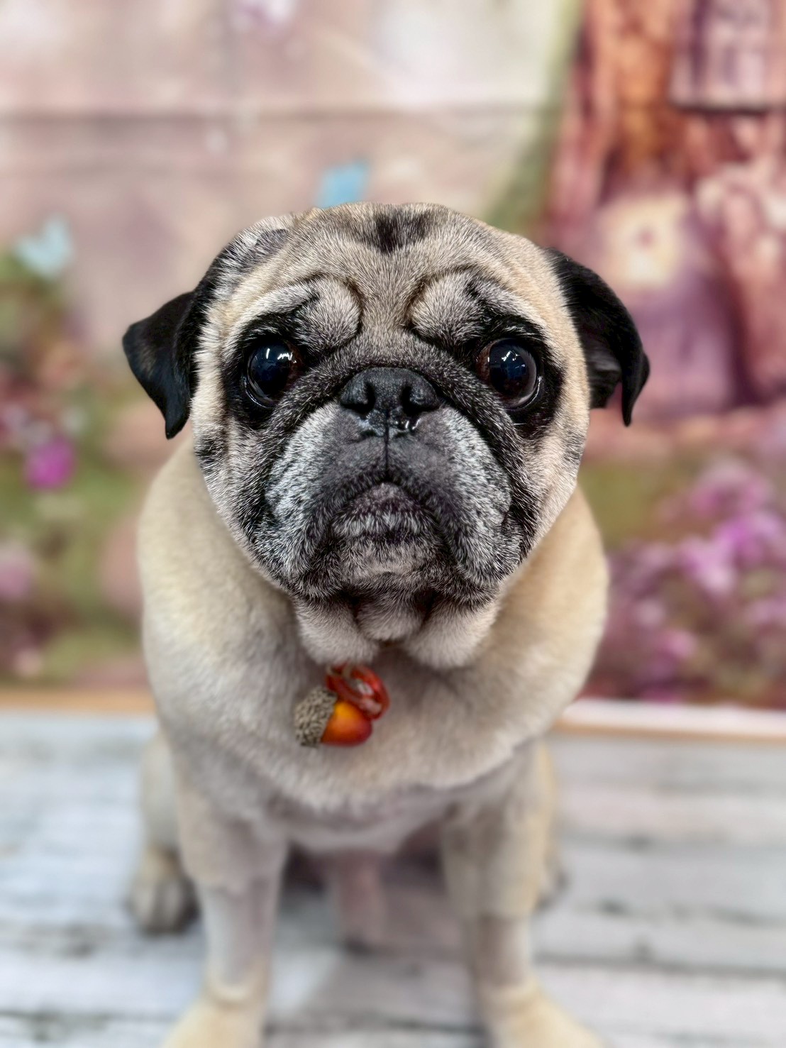 �I���[�W�� �挎�̂��q�l