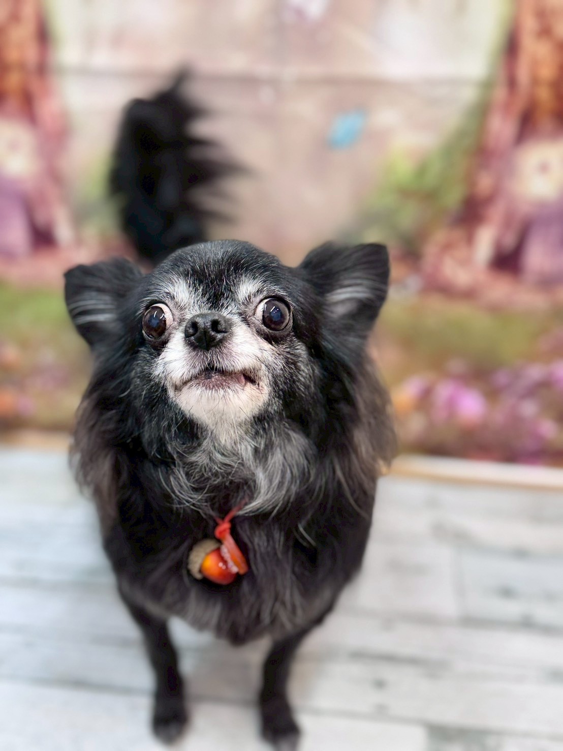 �I���[�W�� �挎�̂��q�l