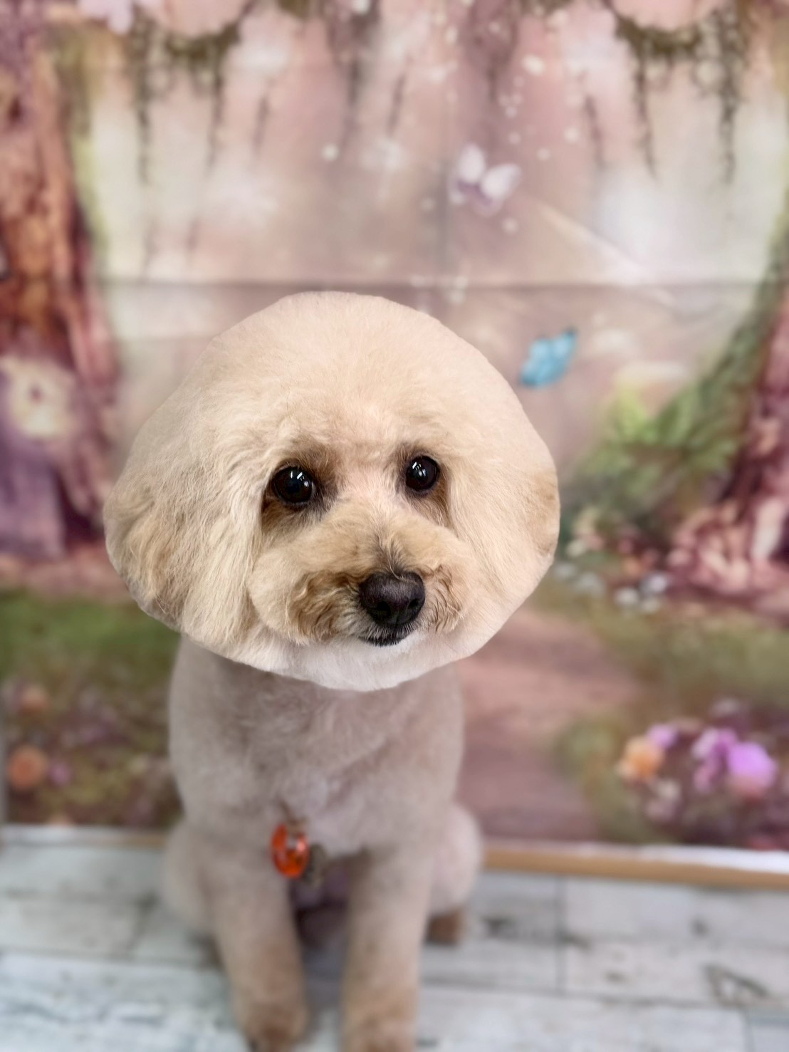 �I���[�W�� �挎�̂��q�l