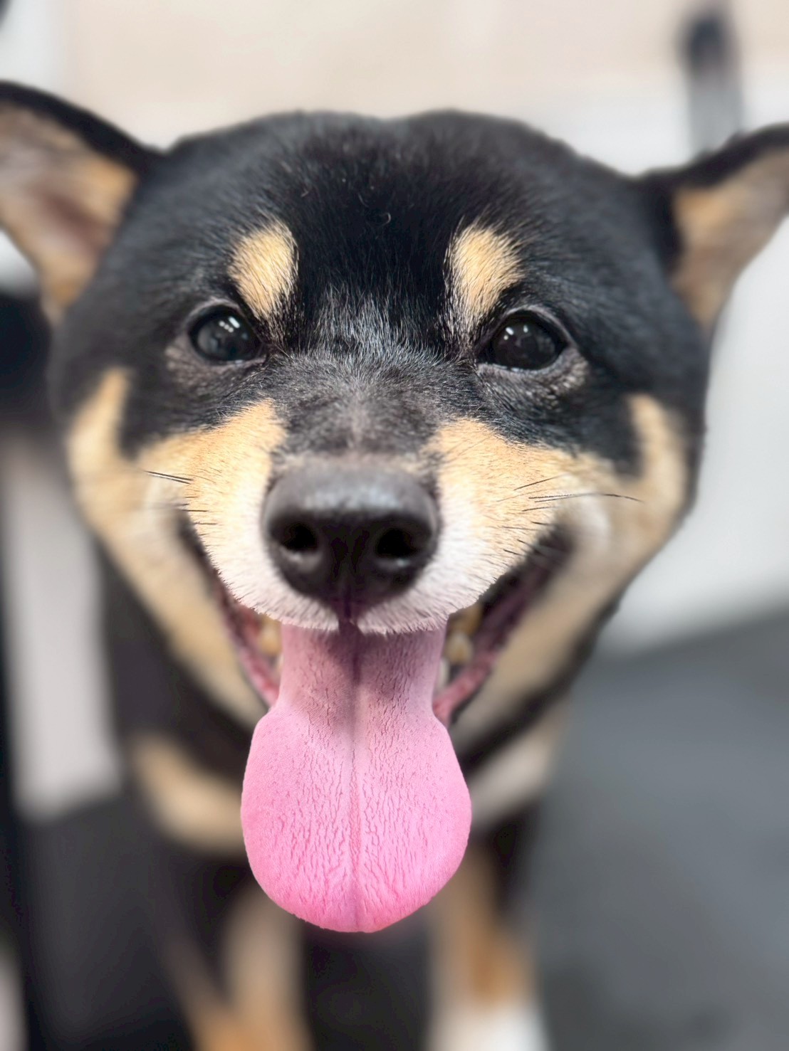 �I���[�W�� �挎�̂��q�l