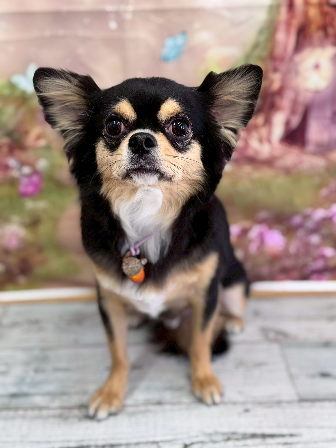 �I���[�W�� �挎�̂��q�l