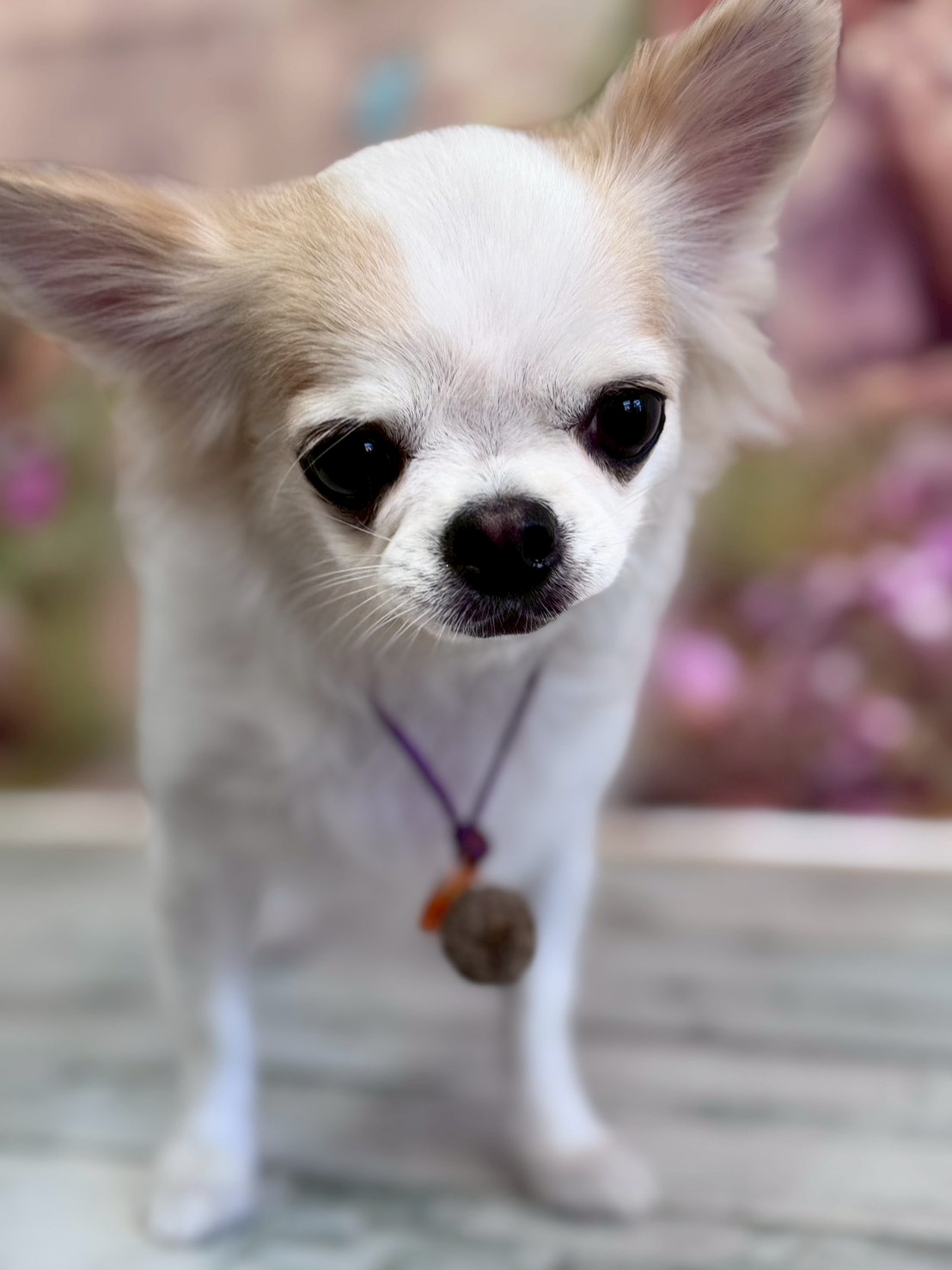 �I���[�W�� �挎�̂��q�l