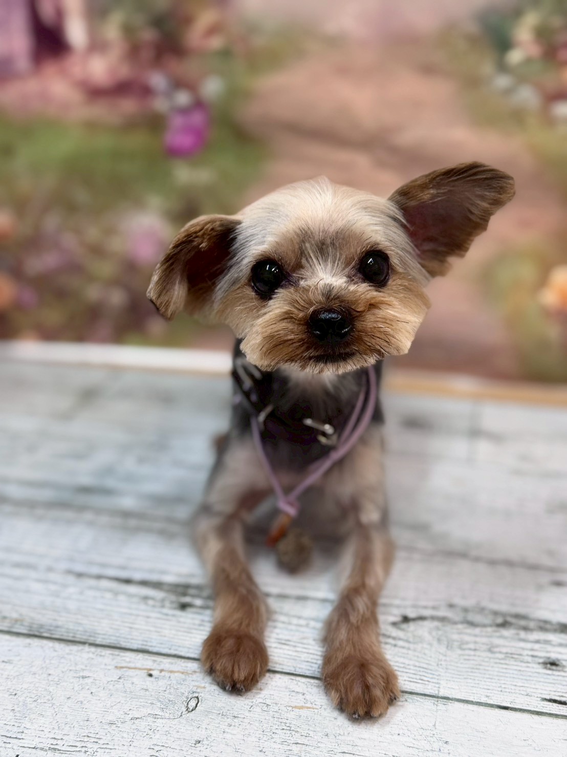 �I���[�W�� �挎�̂��q�l