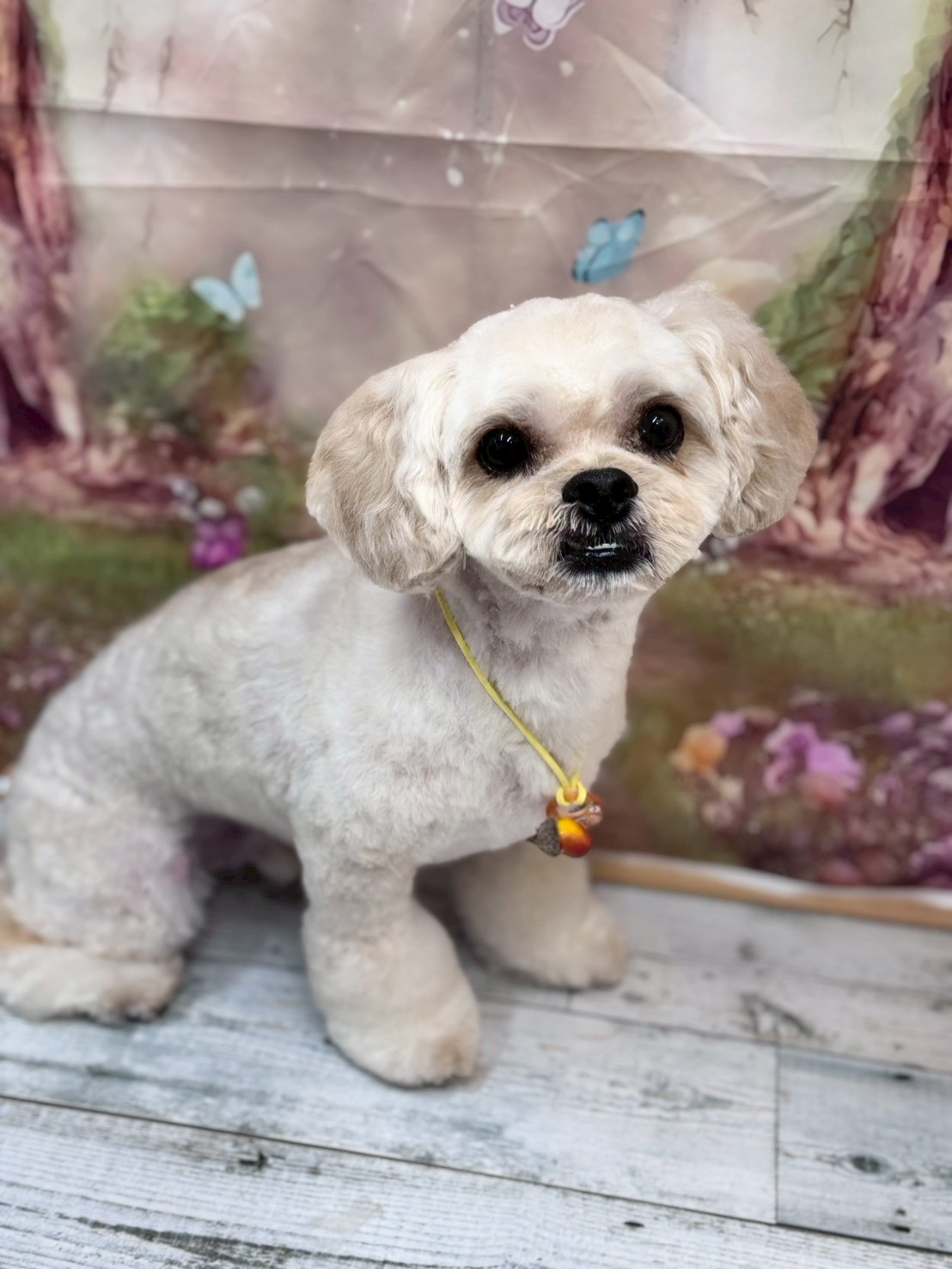 �I���[�W�� �挎�̂��q�l