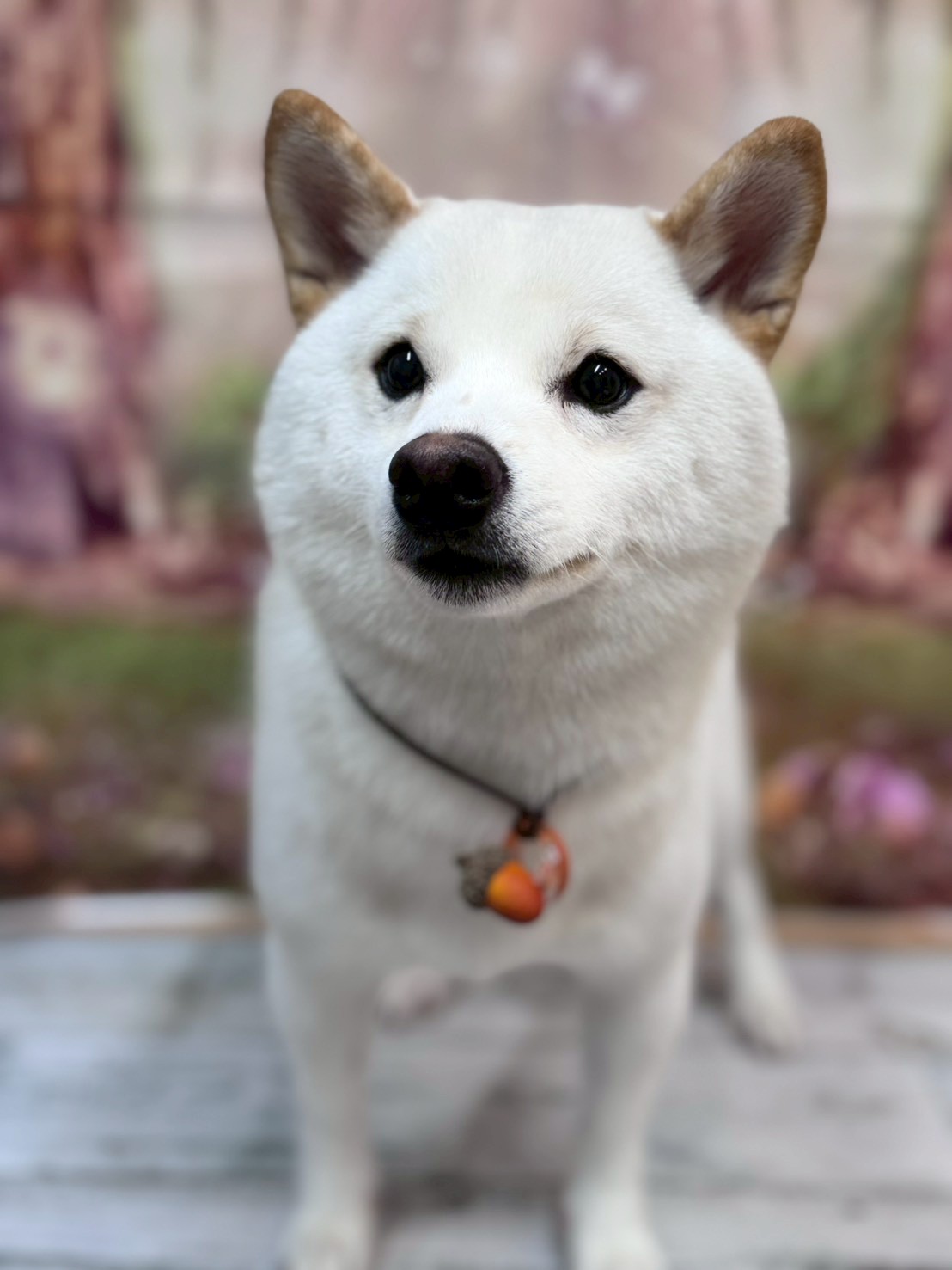 �I���[�W�� �挎�̂��q�l