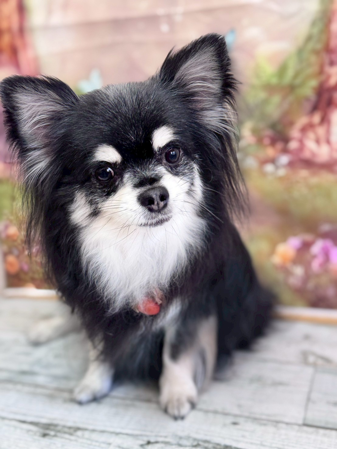 �I���[�W�� �挎�̂��q�l