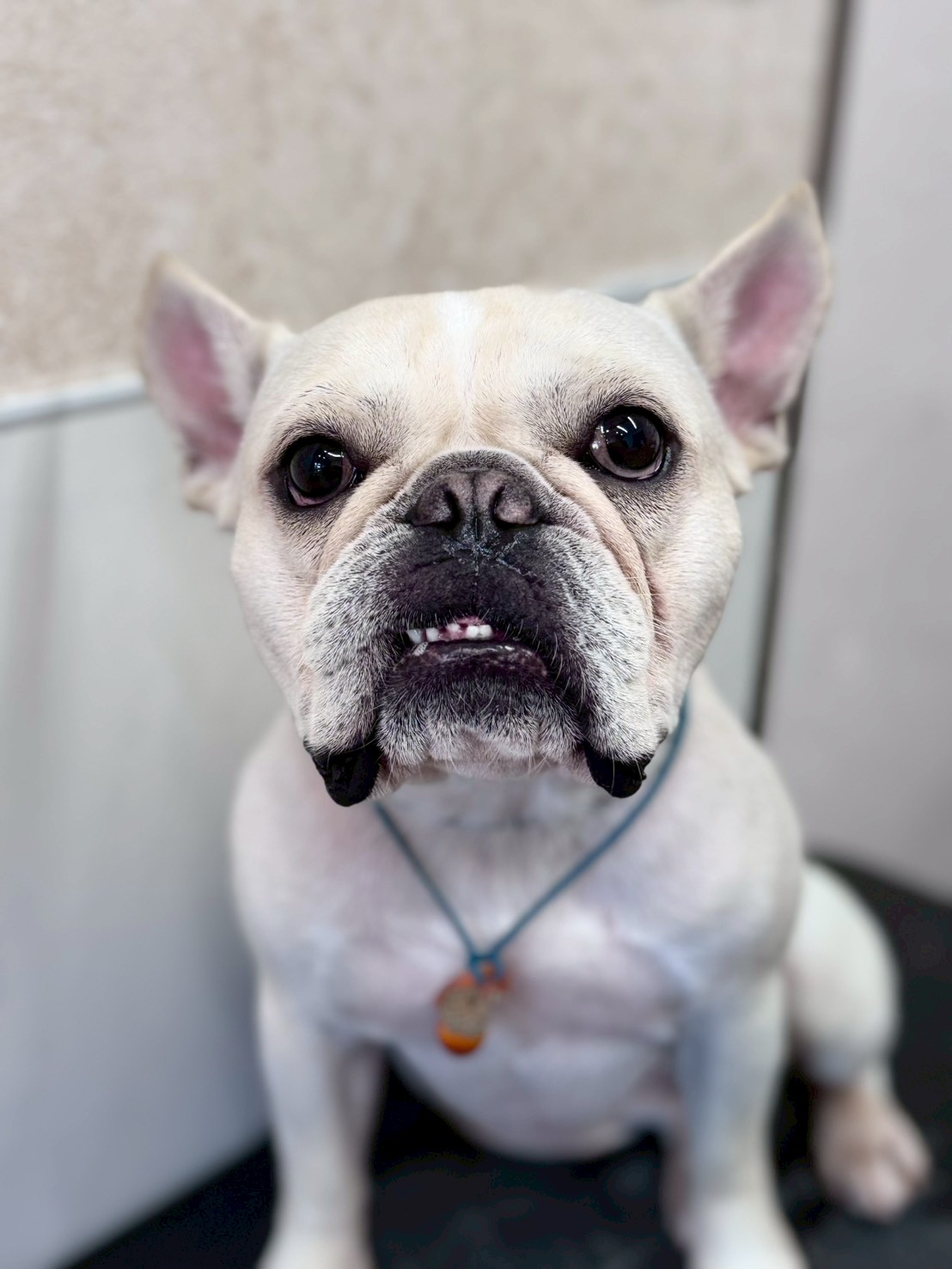 �I���[�W�� �挎�̂��q�l