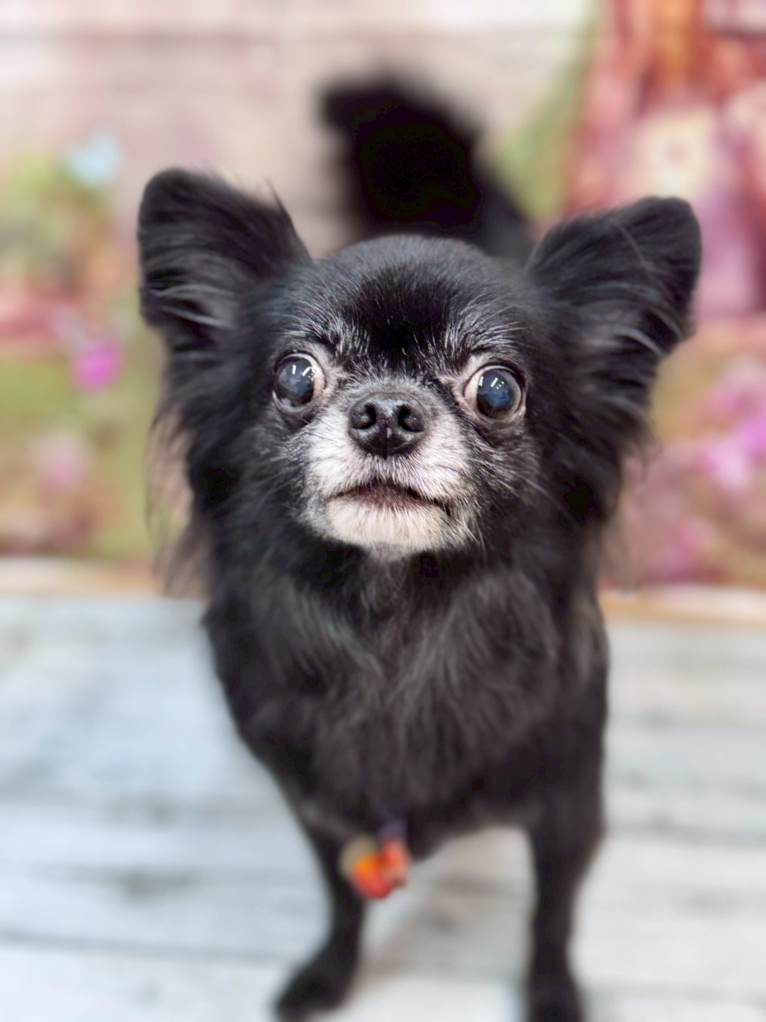 �I���[�W�� �挎�̂��q�l