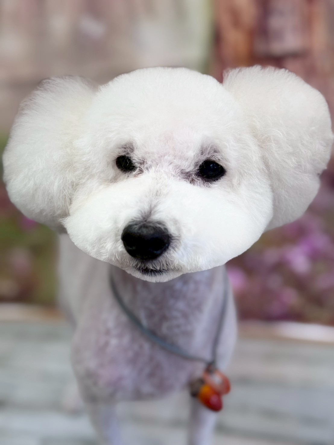 �I���[�W�� �挎�̂��q�l