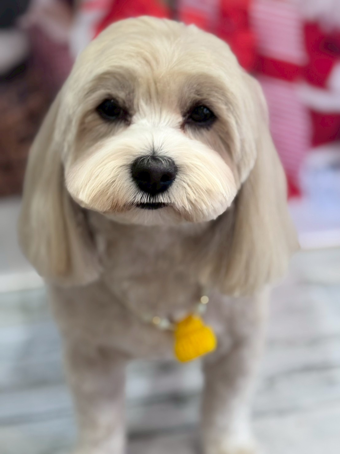 �I���[�W�� �挎�̂��q�l