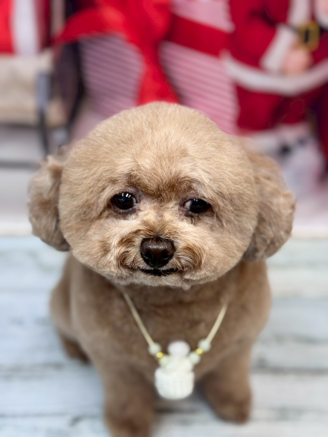 �I���[�W�� �挎�̂��q�l