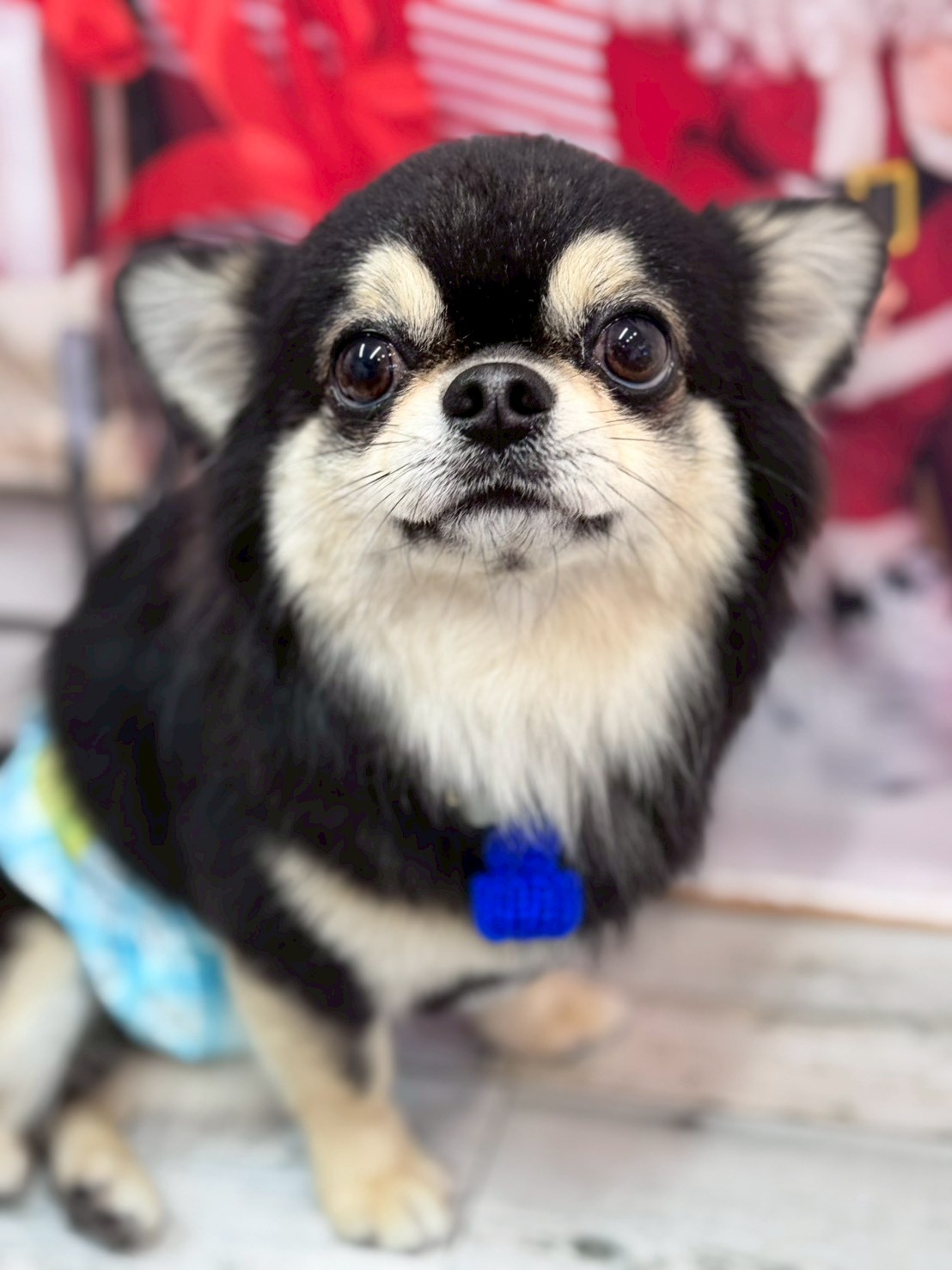 �I���[�W�� �挎�̂��q�l