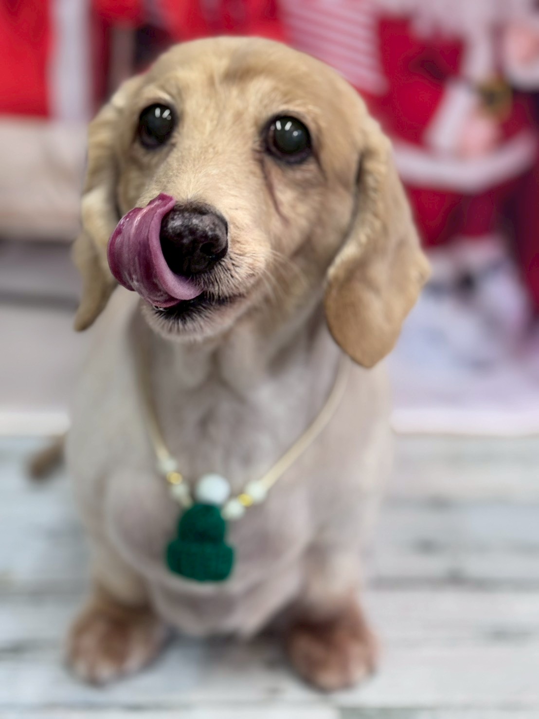 �I���[�W�� �挎�̂��q�l