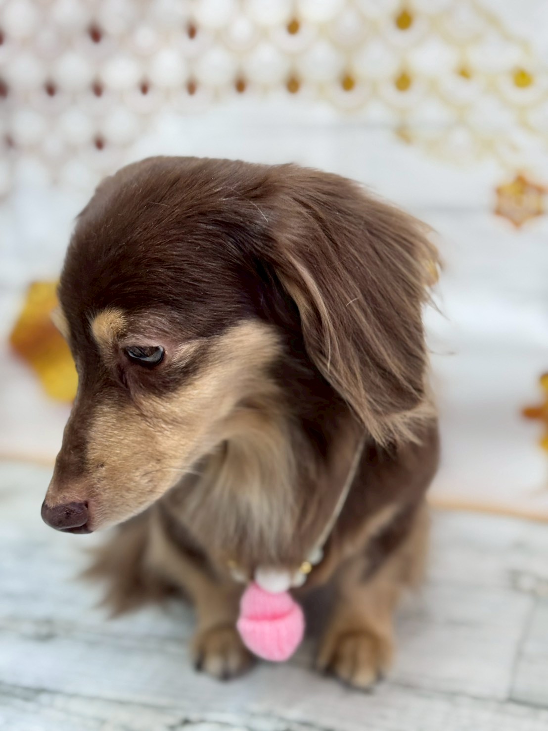 �I���[�W�� �挎�̂��q�l