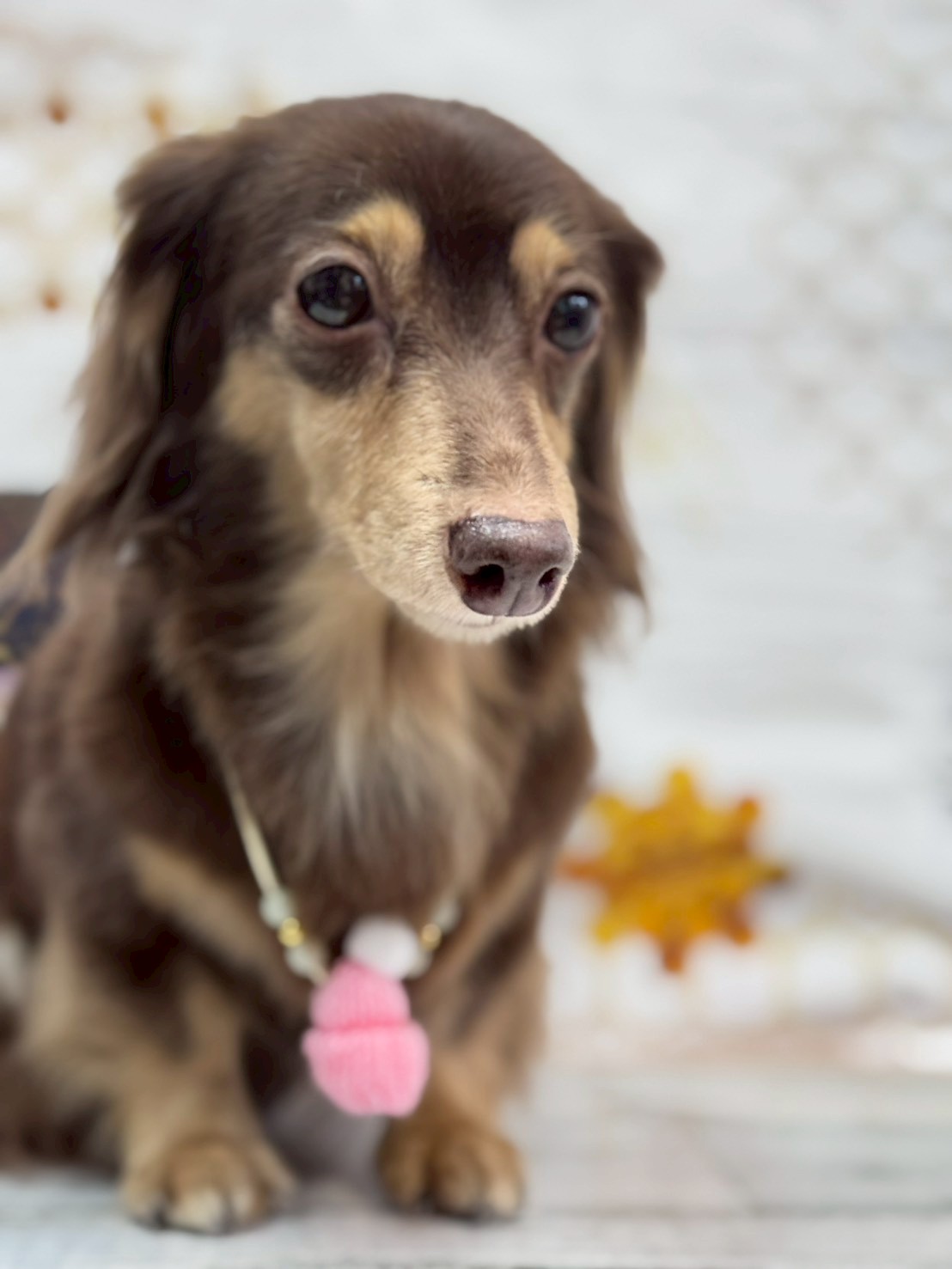 �I���[�W�� �挎�̂��q�l