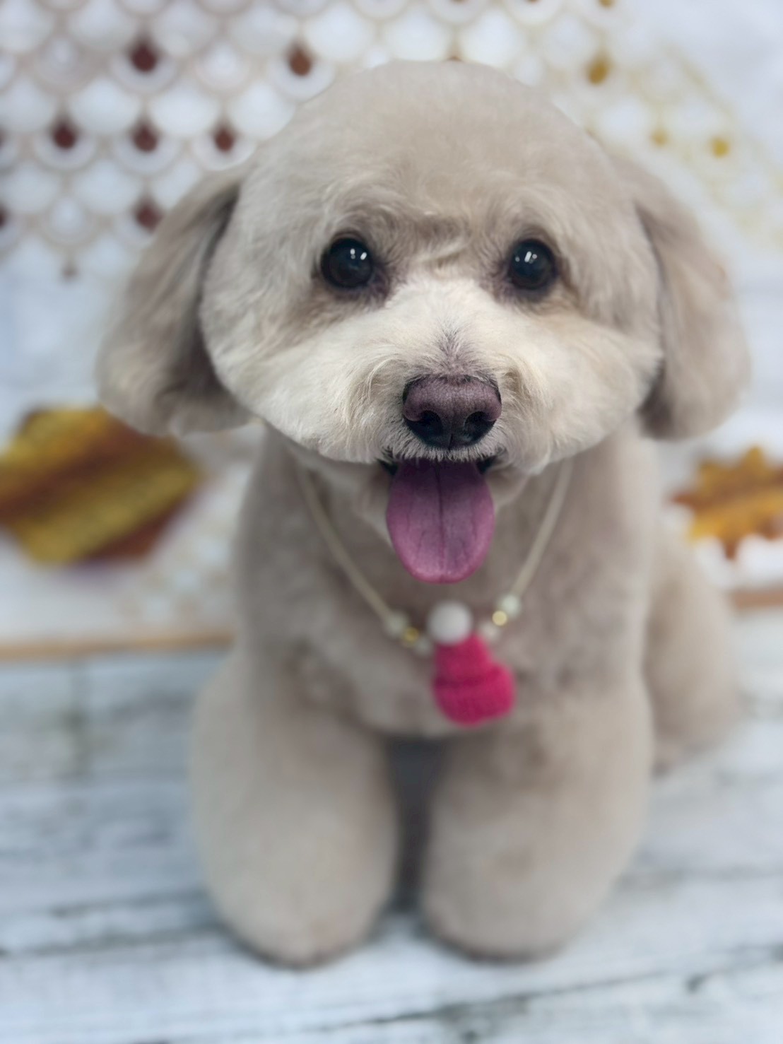 �I���[�W�� �挎�̂��q�l