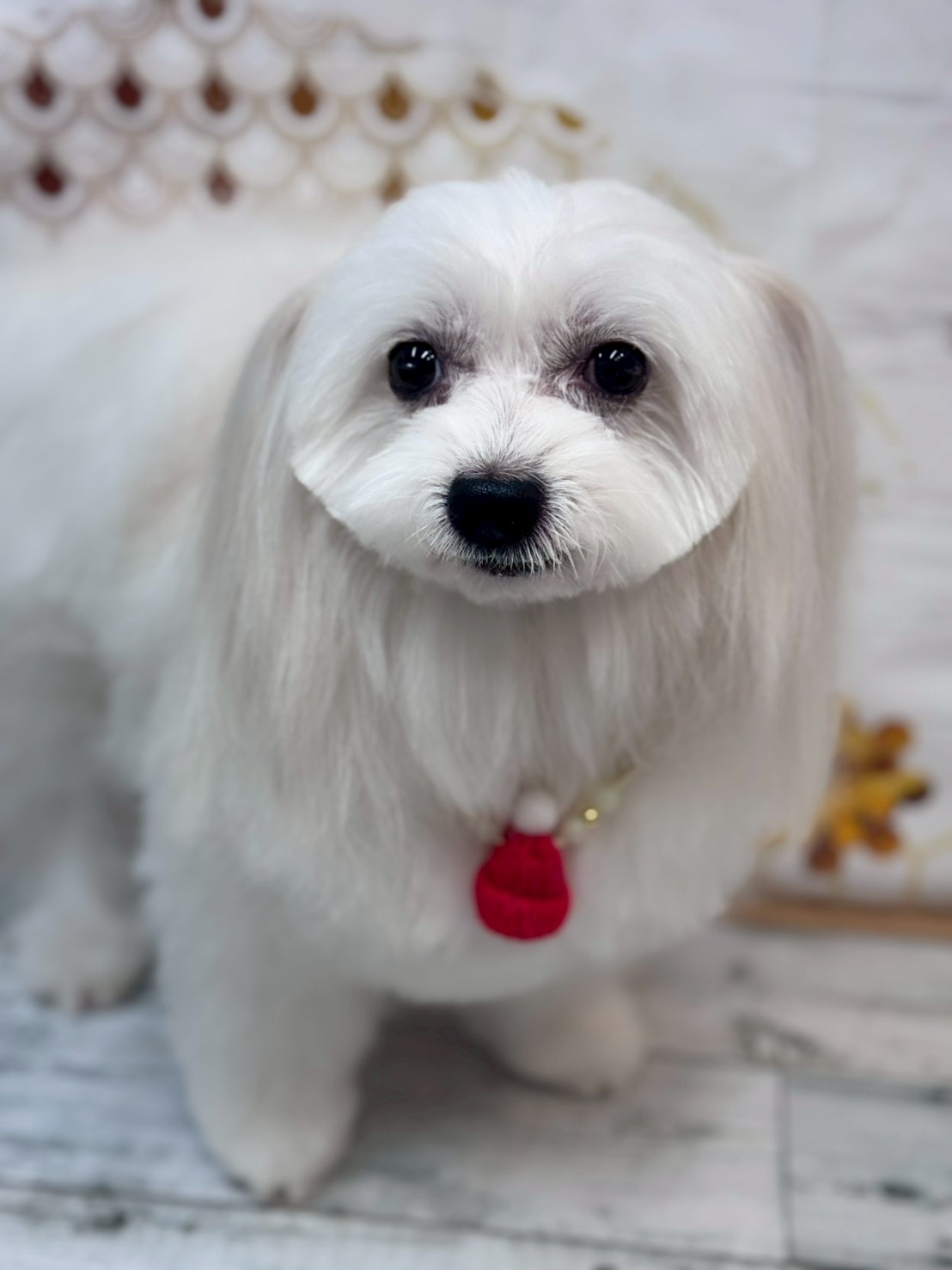 �I���[�W�� �挎�̂��q�l