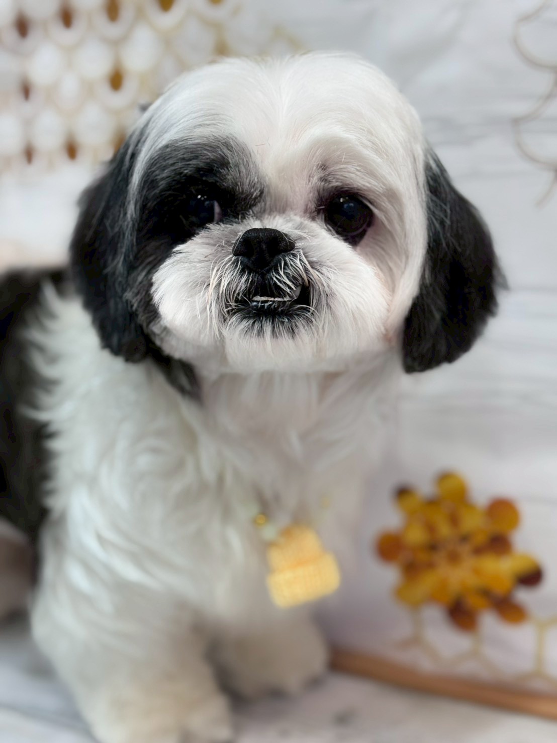 �I���[�W�� �挎�̂��q�l