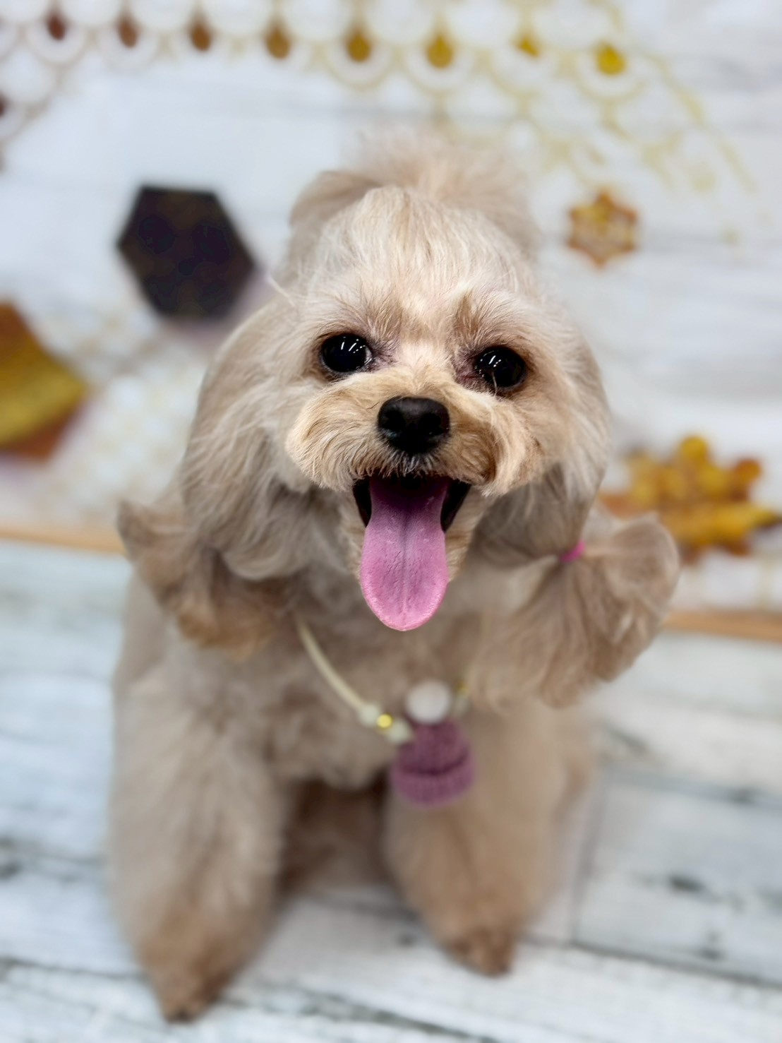 �I���[�W�� �挎�̂��q�l