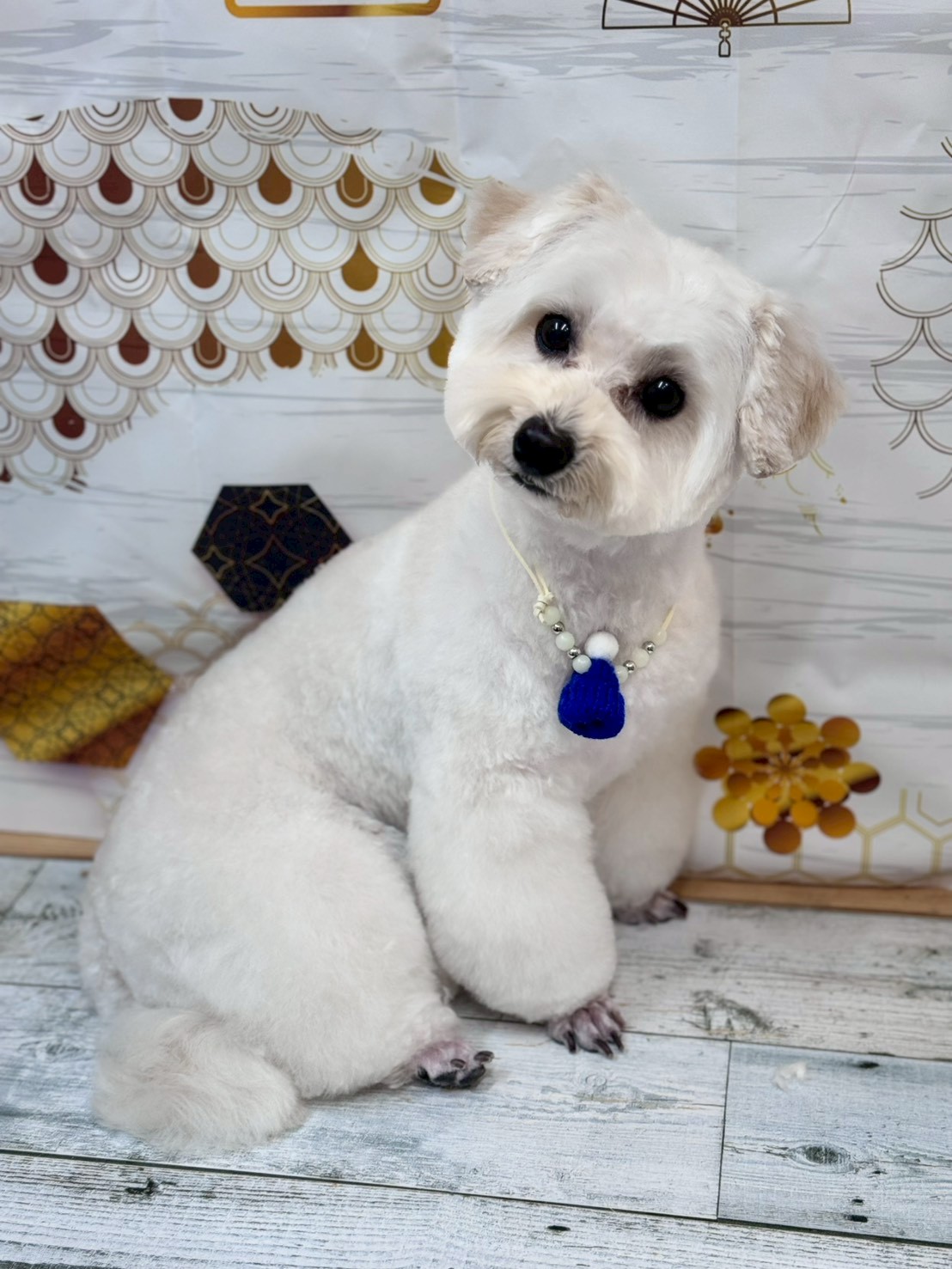 �I���[�W�� �挎�̂��q�l