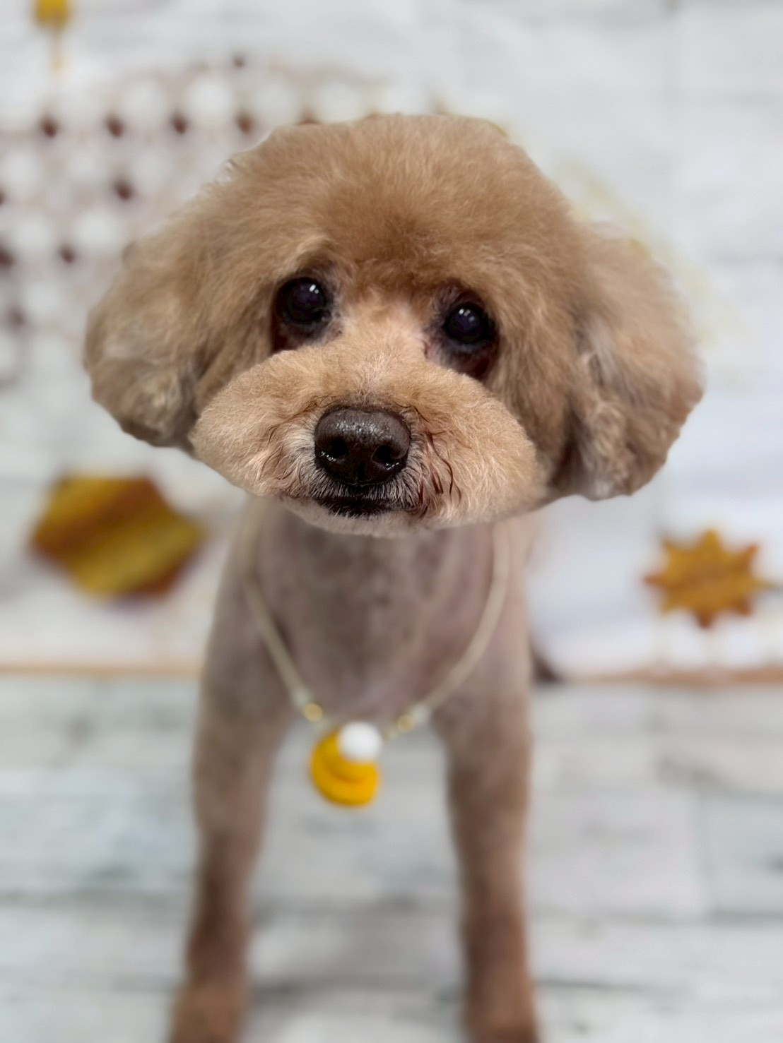 �I���[�W�� �挎�̂��q�l