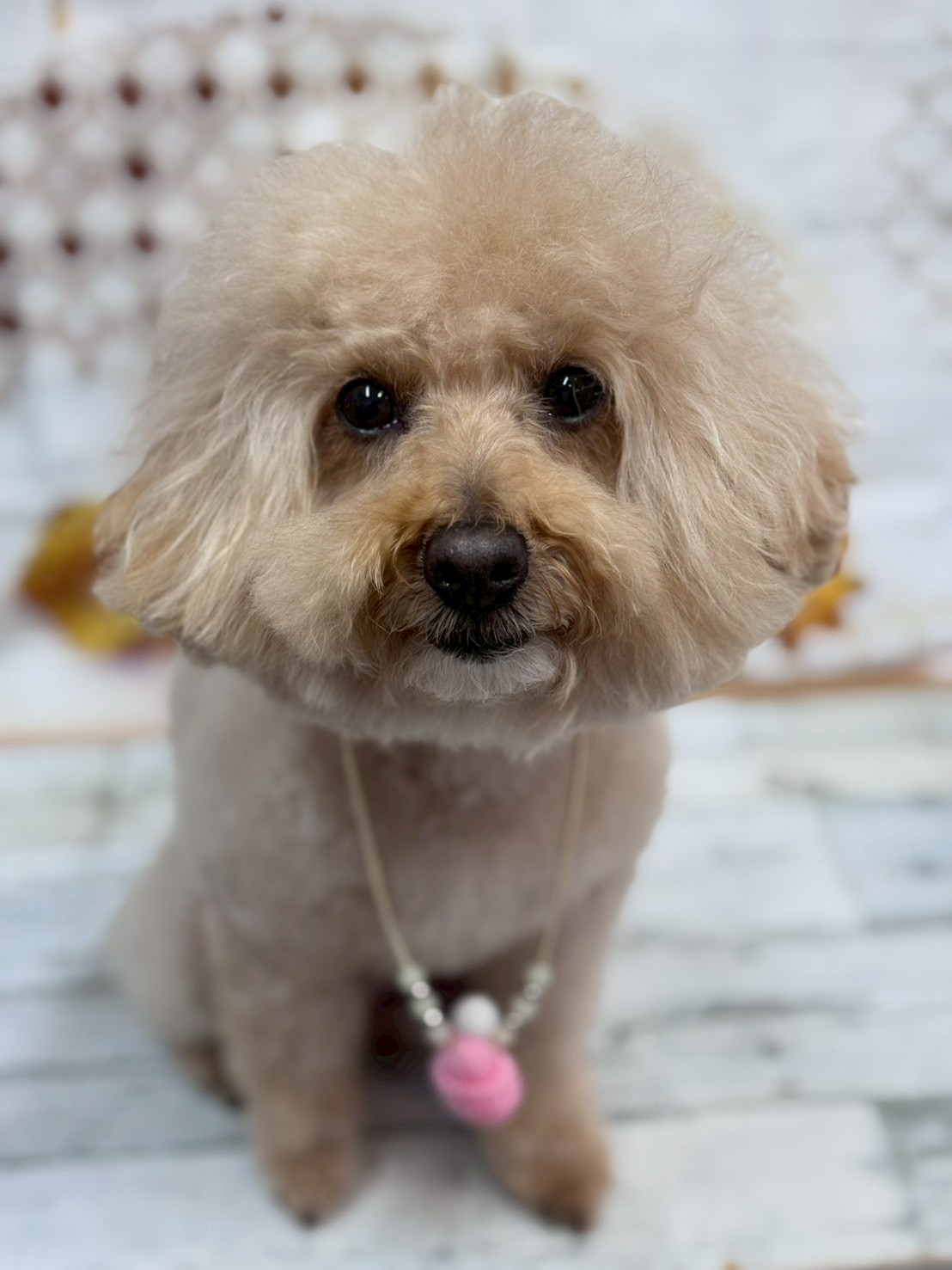 �I���[�W�� �挎�̂��q�l